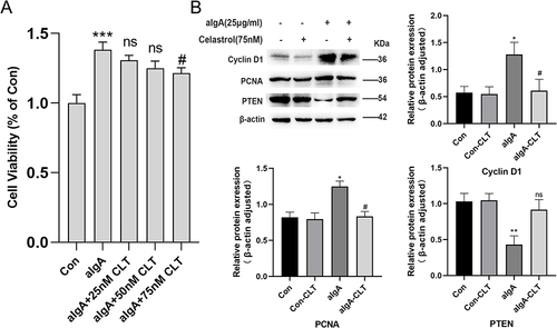 Figure 7 Celastrol inhibited HMCs proliferation and activated PTEN signaling. (A) The proliferation of HMCs with aIgA OR different concentrations of celastrol intervention was detected by CCK8 assay. (B) Western blot and gray value statistics of PTEN, Cyclin D1 and PCNA in HMCs. All data presented as mean ± SD, n=5 OR 6. *p < 0.05 vs control group, **p < 0.01 vs control group, ***p < 0.001 vs control group, #p < 0.05 vs aIgA group, ns: p> 0.05 vs Control OR aIgA group.