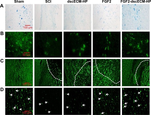 Figure 5 Repair effect of nerve fiber and axonal regeneration of SCI model rats 28 days after treatments: (A) Nissl staining of longitudinal slide position around damage site after treatments (×200), (B) immunofluorescence staining of neuron (×400), (C) immunofluorescence staining of neurofilament 200 (NF-200) in longitudinal slide position around the damage site (×200; dashed lines indicate the injured border), and (D) immunofluorescence staining of BDA protein after different treatments (×200; white arrows indicate the neonatal axon).Abbreviations: SCI, spinal cord injury; BDA, biotinylated dextran amine; FGF2, fibroblast growth factor-2; dscECM, decellular spinal cord extracellular matrix; HP, heparin-poloxamer.