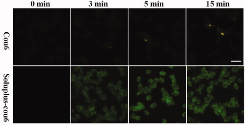 Figure 3. Cell uptake assay. MDA-MB-231 cells were treated with free cou6 and Soluplus-cou6 micelles for 3 min, 5 min, and 15 min, fluorescence was observed and photographed with a fluorescence microscope (Bar = 50 µm).