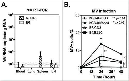 Figure 2. The infection and replication of recombinant MV in CD46 transgenic mice. (A) Groups of human CD46 transgenic C57BL/6 mice (hCD46; n = 3) and wild-type C57BL/6 mice (B6; n = 2) were infected with 1 ×106 pfu of rMV by ip injection. The mouse tissue and blood cells were harvested 9 days after infection, and the MV gene copy number was determined by quantitative RT-PCR and presented as MV RNA copies per ng total RNA. (B) Spleen cells from hCD46 or B6 mice were infected with rMV (MOI = 3) in vitro, and the rMV infected cells were detected by flow cytometry with FITC-conjugated anti-MV nucleoprotein monoclonal antibody. The mean and standard deviation of MV-infected cells in the CD3+ and B220+ cell populations from 3 experiments are shown.