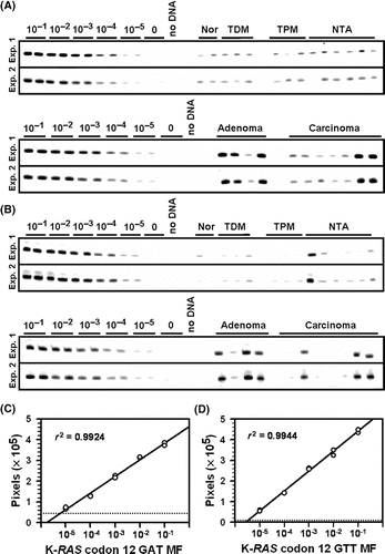 Figure 1.  Fluorescent ACB-PCR products were quantified following polyacrylamide gel electrophoresis. Equal volumes of the ACB-PCR reactions (MF standards and unknowns) were electrophoresed through polyacrylamide gels, along with a DNA length marker (not shown), and analyzed by fluorescent imaging. (A) K-RAS codon 12 GAT ACB-PCR products; (B) K-RAS codon 12 GTT ACB-PCR products. Two of the three replicate ACB-PCR analyses are presented. Mucosa samples are labeled as follows: Nor: normal mucosa from individuals without colon cancer; TDM: tumor-distal mucosa (≥5 cm from a tumor); TPM: tumor-proximal mucosa (2–5 cm from a tumor); and NTA: normal tumor-adjacent. Examples of the standard curves used to quantify the levels of K-RAS MF in each unknown sample are provided. (C) K-RAS codon 12 GAT standard curve; (D) K-RAS codon 12 GTT standard curve. The dotted lines in (C) and (D) correspond to the average pixel intensity of the two no-mutant control samples (i.e., the technical background of the assay).