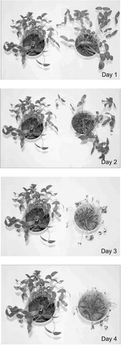 Figure 4. Effect of drought stress on var. Anand of V. radiata.