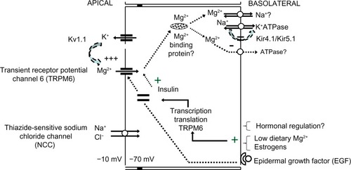 Figure 3 Magnesium reabsorption at the distal convoluted tubule.