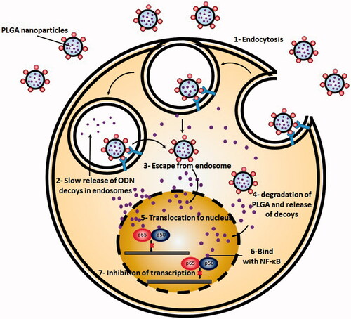 Figure 3. Simplified scheme of NF-κB decoy ODNs delivery by engineered PLGA nanoparticles to the cells. PLGA nanoparticles are first, internalized through endocytosis. In next stem, they escape from endosomes and rich cytoplasm. There they degrade and release decoy ODNs. After translocation to the nucleus, NF-κB decoy ODNs bind with NF-kB and halt transcription process.