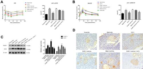 Figure 2 GLP-1 recovers the decline of insulin sensitivity and glucose tolerance and reduces PARP-1, iNOS and 3-NT levels in islets.Notes: (A) Insulin tolerance test (ITT) value and area under curve(AUC) of mice in ApoE-/- mice fed with high fat diet and treated with GLP-1 or/and lentivirus expressing PARP-1. (B) Intraperitoneal glucose tolerance test (IPGTT) value and area under curve(AUC) of mice in ApoE-/- mice fed with high fat diet and treated with GLP-1 or/and lentivirus expressing PARP-1. (C) Western blot analysis of PARP-1 and iNOS expression in islets in ApoE-/- mice fed with high fat diet and treated with GLP-1 or/and lentivirus expressing PARP-1. (D) Immuohistochemical staining of 3-NT in islets in ApoE-/- mice fed with high fat diet and treated with GLP-1 or/and lentivirus expressing PARP-1. Brown particles label 3-NT-positive areas. Scale Bar = 20 µm. Data were analyzed using a one-way ANOVA followed by Dunnett’s test, or by Kruskal-Wallis test followed by Steel’s test. *, p < 0.05 compared with NF + vehicle. *#, p < 0.05, compared with high fat diet group. #, p < 0.05, compared with PARP-1 lentivirus group.