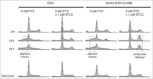 Figure 6. DNA contents of apoptosis-prone and -reluctant cells during and after drug treatment. Surviving cells were cultured in fresh medium for 5–7 days after the treatment, then fixed and analyzed. Anomaly of the DNA content, probably due to aberrant mitosis or mitotic slippage, is indicated by dotted boxes.