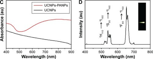 Figure 2 The crystalline phase, constituent, absorbance, and upconversion properties of UCNPs-PANPs.Notes: XRD (A), the standard pattern of pure hexagonal NaLuF4 (JCPDS card no 027-0726) and EDXA (B) pattern of UCNPs. The standard pattern of pure hexagonal NaLuF4 (JCPDS card no 027-0726). (C) UV–vis–NIR absorbance spectra of UCNPs and UCNPs-PANPs. UCL spectrum (D) and photo (D inset) of UCNPs-PANPs solutions under excitation at continuous-wave 980 nm laser.Abbreviations: UCL, upconversion luminescence; UCNPs, upconversion nanoparticles; UV–vis–NIR, ultraviolet–visible–near infrared; XRD, X-ray diffraction; UCNPs-PANPs, polyaniline-coated UCNPs; JCPDS, Joint Committee on Powder Diffraction Standards; EDXA, energy dispersive x-ray analysis.