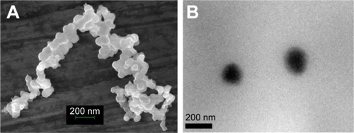 Figure 5 Morphology of micelles.Notes: (A) FESEM image of FA-P407-TPGS micelles. (B) TEM image of FA-P407-TPGS micelles.Abbreviations: FESEM, field emission scanning electron microscopy; FA, folic acid; P407, poloxamer 407; TPGS, D-α-tocopheryl polyethylene glycol succinate; TEM, transmission electron microscopy.