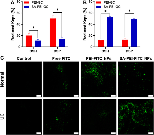 Figure 6 The ex vivo and in vivo mucoadhesion studies of SA-PEI-DDs NPs. (A and B). The adhesion of isolated colonic mucosa by using colon tissue from Healthy mice (A) and mice with UC (B). *p < 0.05: significantly different from the PEI-DDs NPs treated group, mean ± SD, n = 3. (C). The CLSM images of colon tissue after mice were given different FITC preparations by enema administration for 2 h (scale bars: 100 μm).