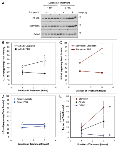 Figure 7 Comparison of LC3b turnover in starved and refed animals. Mice were fed ad lib., calorie-starved for 18 h or starved for 17 h and then given access to food for 1 h (“Refed”). The mice were then injected with leupeptin (40 mg/kg) or PBS and sacrificed 1 and 3 h thereafter. (A) Western blot analysis of LC3b levels in liver LE fractions (10 µl per lane). (B–D) Quantification of LC3b-II in the LE fractions of mice fed ad lib. (B), calorie starved (C) and refed (D). Closed squares represent the mean ± 1 SD of PBS treated mice (n = 3) and open squares represent the mean ±1 SD of leupeptin treated mice (n = 3). (E) LC3b-II turnover (flux), defined as the LC3b-II content in leupeptin treated animals minus the mean LC3b-II content in the PBS-treated animals. Each symbol represents the mean ± 1 SD (n = 3). Red squares represent results for calorie-starved animals, black squares for ad lib.-fed animals and blue triangles for refed animals. *p < 0.05 1-tailed Student's t-test. #p < 0.05 2-tailed Student's t-test. Data is representative of three independent experiments. See also Table 2 for additional results.