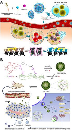 Figure 1 (A) Scheme illustration of purpurin 18 loaded liposomes for diagnosis and therapy of bacterial infection. Reprinted with permission from ACS Nano. Pang X, Xiao Q, Cheng Y et al. Bacteria-responsive nanoliposomes as smart sonotheranostics for multidrug resistant bacterial infections, pages 2427–2438. Copyright 2019 American Chemical Society.Citation35 (B) Illustration of the preparation, tumor accumulation, drug release and immune response mechanism of DTX/X-NPs. Reprinted from Journal of Controlled Release. Liu M, Khan A. R, Ji J et al. Crosslinked self-assembled nanoparticles for chemo-sonodynamic combination therapy favoring antitumor, antimetastasis management and immune responses, pages 150–164. Copyright 2018, with permission from Elsevier.Citation36