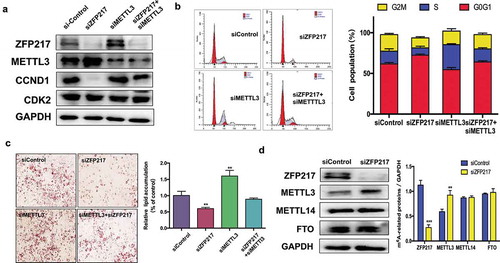 Figure 3. ZFP217 regulate m6A methyltransferase METTL3 expression.(a) The MCE and adipogenesis related protein expression. Cell lysates were obtained after 24 h of induction and subjected to Western blot to analysis MCE-related proteins. (b) Flow cytometry analysis of cell-cycle progression of several groups. The percentages of cells in the G1, S and G2 phase were calculated using ModFit LT software. (c) Oil Red O staining of control, ZFP217 knockdown, METTL3 knockdown and ZFP217+ METTL3 knockdown cells after MDI-induced for 8days. (d) ZFP217 knockdown increased METTL3 expression in 3T3-L1 preadipocytes during MCE. Total cell lysates were prepared and analysed by Western blot. Western blot analysis of each total protein was done in parallel. Immunoblots are a representative image of three independent experiments. The data are presented as the mean ± SD of triplicate tests. *P< 0.05, **P< 0.01, ***P< 0.001 compared to the control group.