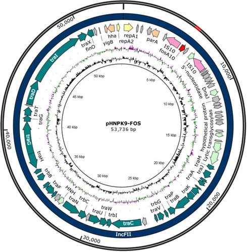 Figure 2 Map of pHNPK9-FOS. The map was carried out by BLAST tools, Sequin (version 15.50), BLAST Ring Image Generator (BRIG, version 0.95), Serial Cloner (version 2.6.1), and SnapGene (version 4.1.9). The outermost two rings indicate the size and plasmid type of pHNPK9-FOS, respectively. The next ring shows features extracted from the genome GenBank file of pHNPK9-FOS. The next two rings show GC content and GC skew. Each is plotted as the deviation from the average for the entire sequence.