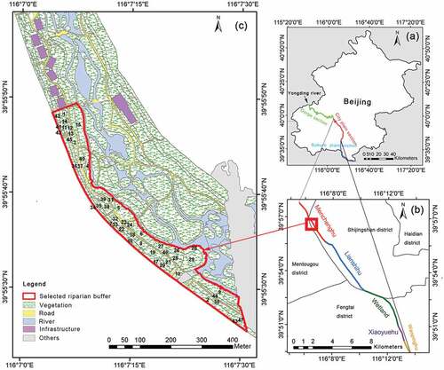 Figure 1. Location of the selected riparian buffer and its corresponding riverway in the Menchenghu city plain section of the Yongding river in Mentougou district of Beijing: (a) Beijing; (b) city plain section of the Yongding river in Beijing; and (c) selected riparian buffer and its corresponding riverway.