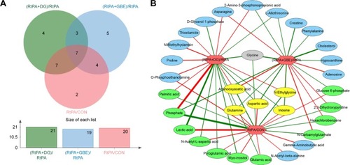 Figure 3 (A) Venn diagram of the differential metabolites in rat PFC for the comparisons of rtPA versus CON, rtPA+DG versus rtPA, and rtPA+GBE versus rtPA. (B) Correlation network between these differential metabolites and the three comparisons. The line colors represent the direction of the fold change in the differential metabolites. Red lines indicate that levels are upregulated in the comparison, whereas green boxes indicate the levels are downregulated. The line widths represent the VIP scores for the differential metabolites.