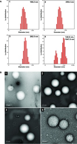 Figure 4 Particle size and morphological observation of pDNA/OCMPEI polyplexes.Notes: (A) pDNA was complexed with OCMPEI 5% (1), 10% (2), 15% (3), and 20% (4) at a w/w ratio of 16 and analyzed by DLS. (B) spherical forms of pDNA/OCMPEI polyplexes were observed by using transmission electron microscope; (1–4) are the same percentages as in (A).Abbreviations: DLS, dynamic light scattering; OCMPEI, O-carboxymethyl chitosan-graft-branched polyethylenimine; pDNA, plasmid deoxyribonucleic acid.