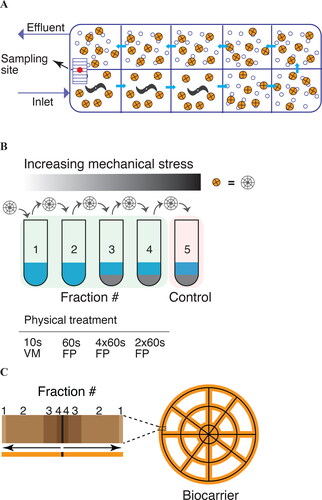 Figure 1. Schematics of the Hias enhanced biological phosphorus removal (EBPR) wastewater treatment process (A), biofilm fractionation strategy (B), and the estimated physical location of the individual biofilm fractions (C). (A) The Hias EBPR process is a moving bed biofilm reactor (MBBR) containing a single reactor divided into ten zones, where the first three zones following the influx are anoxic and the following seven aerobic, with aeration. The conveyor belt transports the carriers between the last (10th) and first (1st) zone. The orange and open circles represent the biofilm carrier and air, respectively. Biofilm carriers were sampled (red circle) from the conveyor belt. (B) The biofilm was fractionated into five fractions by applying increased mechanical stress using whirl mixer (WM) or FastPrep (FP) instrumentation. Sand as an abrasive (grey color) was used in the last three fractionation steps. Fractionation was performed using four biocarriers in parallel. (C) Schematics of the estimated locations of the different fractions based on quantitative PCR analysis.