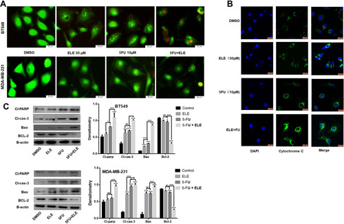 Figure 3 ELE enhanced 5-FU-mediated apoptosis in MDA-MB-231 and BT549 cell lines.Notes: (A) Both cell lines were treated with indicated concentrations of ELE, 5-FU, their combinations and incubated for 48 h. Following incubation, the cells were stained with AO and EB, and images were captured. (B) We checked the cyt-c release from the mitochondrial intermembrane space after MDA-MB-231 cells were treated with ELE, 5-FU, or their combination for 48 h via the immunofluorescence assay. (C) The expression levels of major proteins, including those of Bcl-2, Bax, cl-caspase-3, and cl-PARP, were determined in both cell lines through Western blot after the treatment with ELE, 5-FU, or their combination. The data obtained from three independent experiments were presented as mean ± SD, and the significance levels were *P<0.05 and ***P<0.001.