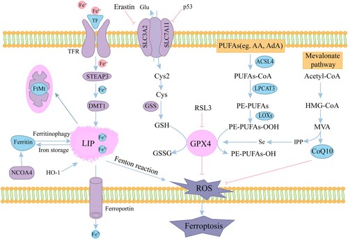 Figure 1. Mechanisms of ferroptosis. The circulated iron (Fe3+) combined with transferrin (TF) enters into cells mediated by transferrin receptor (TFR). Fe3+ is reduced to Fe2+ by iron oxide reductase STEAP3 in the endosome and transported to the cytoplasmic LIP by DMT1. FTH heavy chain is transported to autophagosome after binding with NCOA4, and the degraded iron is released into the cytoplasm. Excessive iron is carried in the extracellular space through FPN. Free iron can also form ROS via the Fenton reaction. System Xc- (consisting of SLC7A11 and SLC3A2) exports glutamine and imports cystine into the cell. Cystine is then transformed into cysteine for GSH synthesis. ACSL4 catalyzes PUFAs and CoA to synthesize PUFA-CoA, which is then further catalyzed by LPCAT3 into PE-PUFAs. Then LOXs oxidizes PE-PUFAs to PE-PUFAs-OOH. Redox enzymes GPX4 use GSH to reduces the endogenous neutralization of PUFAs-OOH to PUFAs-OH, ultimately reducing ROS accumulation.