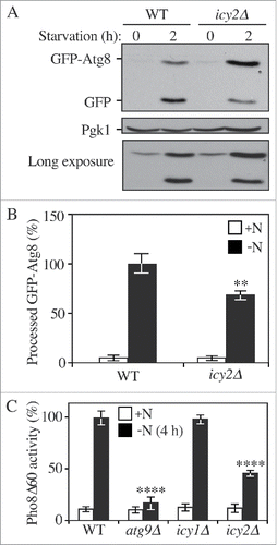 Figure 1. Icy2 is required for nonselective autophagy. (A) GFP-Atg8 processing assay for samples prepared from wild-type (WT; ZYY101) and icy2Δ (ZYY102) strains. Both growing samples (0 h; mid-log phase in YPD) and starvation samples (2 h; SD-N medium) were collected. Proteins were resolved by SDS-PAGE and detected by western blot with anti-YFP antibody and anti-Pgk1 (loading control) antiserum. A long exposure of a separate blot is included to show the GFP-Atg8 bands in growing conditions. (B) Quantitative analysis of processed GFP for the experiment in (A) Error bars represent the SD of 3 independent experiments. The result is examined by 2-way analysis of variance (ANOVA). p values derived from the Sidak post test are reported for the comparison between wild type and mutant. **, p<0 .01. (C) Pho8Δ60 assay for the WT (WLY176), atg9Δ (ZYY104), icy1Δ (ZYY106) and icy2Δ (ZYY105) strains. Samples were collected from growing cells (+N; mid-log phase in YPD) and after starvation (-N; SD-N medium). The Pho8Δ60 activity in the WT was set to 100% and the other samples were normalized. The error bars indicate the SD of 3 independent experiments. The result is examined by ANOVA. p values derived from the Sidak post test are reported for the comparison between wild type and mutant. ****, p < 0 .0001.