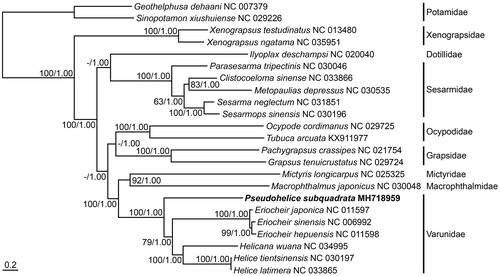 Figure 1. The phylogenetic tree of maximum-likelihood (ML) based on 13 protein-coding genes in the complete mitochondrial genome sequences from the species belonging to the subsection Thoracotremata. The matrix included the first, second, and third codon positions of their protein-coding genes. Two species belonging to the family Potamidae were used as outgroups. A bootstrap value above 50% in the ML analysis and posterior probability above 0.90 in the Bayesian analysis are indicated at each node. The varunid Pseudohelice subquadrata investigated in this study is shown in bold.