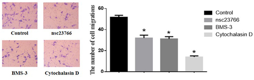 Figure 4. Number of cell migrations in the control group and the Rac1, Limk1, and Cofilin inhibitor group.