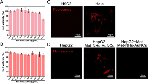 Figure 5 (A) Cell viability tests of H9c2 cells. (B) Cell viability tests of AC16 cells. (C) Fluorescence imaging of HeLa cells and H9c2 cells. (D)Selective imaging of HepG2 cells.