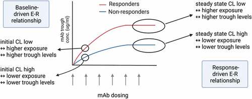 Figure 3. Baseline-driven and response-driven E-R relationships. Baseline-driven E-R relationships are caused by baseline conditions that affect the initial CL of mAbs. Response-driven E-R relationships are caused by on-treatment conditions in response to therapeutic mAbs, which typically becomes apparent at steady state by affecting the steady state CL.