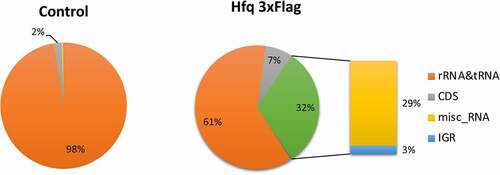 Figure 1. Diagram of relative proportion of different RNA species in Hfq-FLAG coIP and in control sample. All sequences that mapped to the C. difficile genome are represented. The rRNA and tRNA abundant housekeeping RNAs are shown in orange, the reads mapping to CDS are shown in grey. The relative proportion of other RNA species including known previously identified regulatory RNAs (named « misc_RNA ») and IGRs for Hfq-3xFLAG coIP samples is detailed in the diagram on the right. Left panel: control coIP, right panel: Hfq 3xFLAG coIP. RIP-seq experiment has been performed with four biological replicates