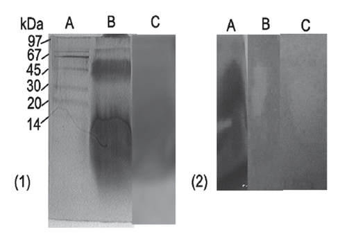 Figure 3. Tricine-SDS-PAGE gels of partially purified extracellular protein(s) from Lactobacillus rhamnosus 231 cultures growing on MRS medium. (Citation1) Lane (A) Low molecular weight standards (Bio-Rad, Hercules, CA), EPC stained with (lane B) “silver” and (lane C) “PAS” stain. (Citation2) Inhibition of growth of Bacillus cereus (lane B) and Ps. aeruginosa 105 (lane C) by low molecular weight glycoprotein, which corresponds to the band observed in lane A.