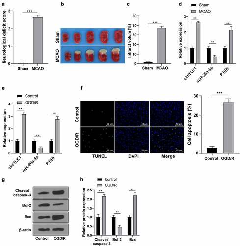 Figure 1. Expression of circTLK1/miR-26a-5p/PTEN in IS models in vivo and in vitro. MCAO (1 h/24 h) or sham operation was performed on C57BL/6 J mice; (a) Neurological impairment assessment, N = 18, *** P < 0.001; (b) TTC staining of brain sections; (c) Cerebral infarction volume.; (d) expressions of circTLK1, PTEN, and miR-26a-5p detected using RT-qPCR. N = 6, **P < 0.01, ***P < 0.001; (e-h) The N2a cells were treated by OGD/R treatment (3 h/24 h); (e) The expressions of circTLK1, miR-26a-5p, and PTEN were detected using RT-qPCR; (f) Apoptosis detected using TUNEL staining; (g-h) Cleaved caspase-3, Bcl-2, and Bax protein levels detected by WB. Cell experiment was conducted 3 times. Data were expressed as mean ± SD and analyzed by independent t test for data comparisons between 2 groups. **P < 0.01, ***P < 0.001.