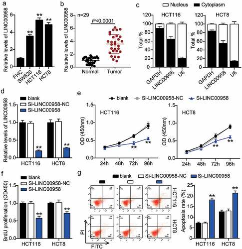 Figure 2. LINC00958 promoted cell growth, but inhibited cell apoptosis of colorectal cancer cells