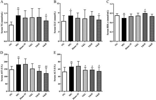 Figure 4. Effect of YK on glycolipid metabolism of PCOS rats. (A) Changes in serum TG level. (B) Changes in serum GLU level. (C) Changes in serum HDL-c level. (D) Changes in serum AST level. (E) Changes in serum ALT level. Data are shown as mean ± SD (n = 10). Compared with the NG group, *p < .05, **p < .01, compared with the MG group, #p < .05, ##p < .01.