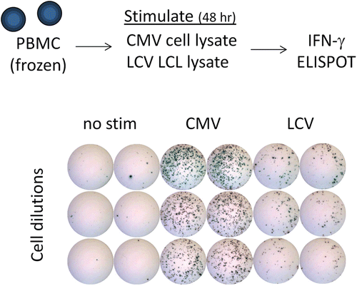 Figure 1.  IFNγ ELISPOT assay for measuring T-cell responses to CMV or LCV. To measure T-cell responses against CMV or LCV, peripheral blood mononuclear cells (PBMC) are isolated from whole blood of cynomolgus macaques (from Mauritius) using CPT tubes. PBMC are added to ELISPOT plates pre-coated with anti-IFNγ capture antibody and stimulated with cell lysates containing viral antigen. Lysates of CMV-infected fibroblasts were purchased (note: CMV is derived from rhesus macaques) and lysates of LCV-infected lymphoblastic cell lines generated in house. After ~ 48 h, plates are washed and then spots are visualized using an enzyme-secondary antibody and an insoluble colorimetric enzyme substrate. Spots represent individual T-cells secreting IFNγ in response to the stimulus, and the data is expressed as the number of spot forming cells per total number of input PBMC. The example shown indicates clear T-cell responses against both viruses directly ex vivo, and is representative of the results typically observed from untreated cynomolgus macaques.