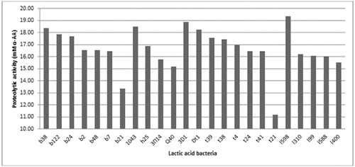 Figure 2. Proteolytic activity of selected LAB strains cultivated in goat milk. b38, b122, b24, b2, b48, b7 and b21 – strains of L. delbrueckii subsp. bulgaricus; 1043 – strain of L. delbrueckii subsp. lactis; h25, 3P14 (3П14) and Q40 – strains of L. helveticus; 3D1, Dt1, t39, t38, t4, t24, t41 and t21 – strains of S. thermophilus; 1598, 1310, 199, 1588 and 1400 – L. lactis strains.