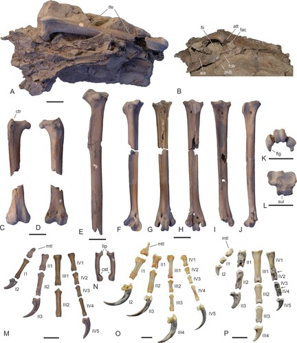 FIGURE 5. Holotype of Danielsraptor phorusrhacoides, gen. et sp. nov. from the lower Eocene London Clay of Walton-on-the-Naze, Essex, U.K. (NMS.Z.2021.40.12), pelvis and hindlimb elements. A, B, pelvis (dorsal view) and left femur in a block of matrix in dorsal (A) and lateral (B) view; C, D, right femur in cranial (C) and caudal (D) view. E, left tibiotarsus lacking distal end. F–H, left tarsometatarsus in dorsolateral (F), dorsal (G), and plantar (H) view. I, J, right tarsometatarsus in dorsal (I) and medial (J) view. K, distal end of right tarsometatarsus in distal view. L, proximal end of right tarsometatarsus in proximal view. M, os metatarsale I and pedal phalanges of the left foot. N, second phalanges of third toe (left and right). O, os metatarsale I and pedal phalanges of the extant Caracara plancus (Falconiformes, SMF 4092). P, os metatarsale I and pedal phalanges of the extant Cariama cristata (Cariamiformes; SMF 2462, the arrows delimit the borders between articulated phalanges of the fourth toe). The identity of the phalanges in M, O, and P is indicated by Roman (toes) and Arabic (phalanges) numerals. Abbreviations: ais, ala ischii; att, antitrochanter; cst, constriction; ctr, crista trochanteris; fac, foramen acetabuli; fii, foramen ilioischiadicum; flg, plantarly directed flange of trochlea metatarsi IV; fob, foramen obturatum; lfe, left femur; lip, lip-like projection formed by cotyla; mtI, os metatarsale I; pub, pubis; sul, hypotarsal sulcus for tendon of musculus flexor digitorum longus. Scale bars equal 10 mm (same scale for A–J).