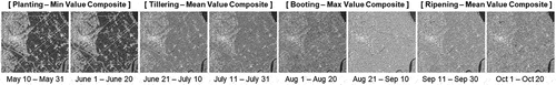 Figure 3. Time-series sentinel-1 images composited based on rice phenology.