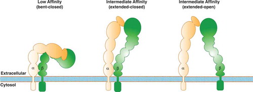 Figure 1. Schematic model of β1-integrin activation. The model shows different conformations of integrins, along with their different affinities: the bent conformation (low-affinity), and the two extended head-piece conformations (intermediate-affinity and high-affinity).