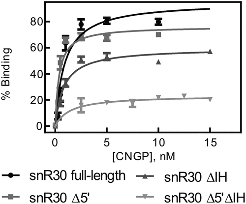Figure 2. Binding of snR30 to the H/ACA proteins Cbf5-Nop10-Gar1-Nhp2 (CNGP). Nitrocellulose filtration assays were conducted using snR30 full-length and truncations while titrating Cbf5-Nop10-Gar1-Nhp2 protein complex. Fitting to a hyperbolic equation yielded the dissociation constants and binding amplitudes (summarized in Table 2).