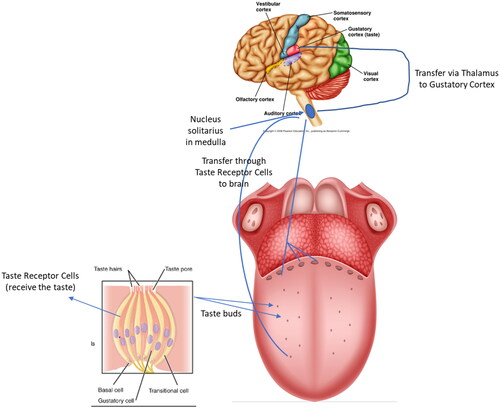 Figure 1. Taste signal transmission from the tongue to the brain depicted in a schematic diagram (adapted from Ahmad and Dalziel Citation2020). Taste receptor cells (TRC) are found in taste buds located in various papillae of the tongue and mouth. TRCs receive the signal, and then, send it to the brain through the nucleus solitarius in medulla, which then transfer it via thalamus to gustatory cortex. The right side illustrates the tongue with the taste buds distributed on its surface. The taste bud on the left side displays taste TRCs and a simplified taste receptor signal transduction pathway.