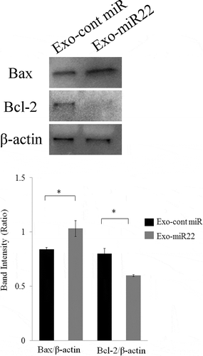 Figure 6. The effect of exosomal miR-22 on cell apoptosis. Proapoptotic Bax expression and antiapoptotic Bcl-2 expression were assessed by Western blot analysis. HEK293-derived exosomes, either exo-miR22 or exo-cont miR, were administered to SKG-II cells. The cells were then irradiated with 4 Gy of X-rays, and protein samples were harvested. Bar graph showing the ratio of Bax/β-actin and Bcl-2/β-actin in each group (* p < .05)