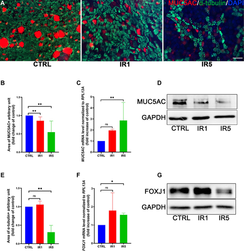 Figure 3 Effect of irradiation on hNECs differentiation. (A–C) Representative transwell IF images of goblet cells (red, MUC5AC) and ciliated cells (green, α-tubulin) double staining at ALI day 28 (×400 magnification, scale bar = 20 µm). The IR5 group shows a significant decrease in the ratio of ciliated cells (α-Tubulin+) and goblet cells (MUC5AC+) area (n = 5). (D) The MUC5AC mRNA level increased significantly in the IR5 group on ALI day 28 (n = 9). (E) The FOXJ1 mRNA level increased significantly in the IR5 group on ALI day 28 (n = 9). (F–G) Western blot results confirmed a significant decrease in the protein level of MUC5AC and FOXJ1 in the IR5 group. Error bars represent median with interquartile range. P > 0.05 is presented as “ns”; P < 0.05 is presented as “*”; P < 0.01 is presented as “**”. IR1: hNECs that exposed to single irradiation; IR5: hNECs that exposed to repeated irradiation; CTRL: The untreated hNECs.