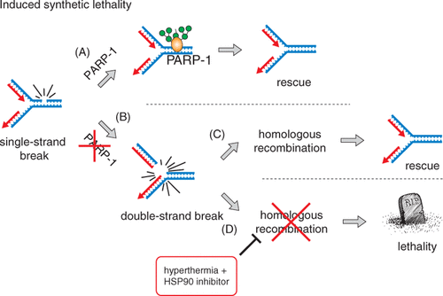Figure 2. Induced synthetic lethality. (A) PARP-1 is important for proper repair of SSBs that occur spontaneously as a consequence of normal cellular metabolism. (B) In the absence of PARP-1 activity, unrepaired SSBs that are encountered by progressing DNA replication forks in S-phase cells are converted to DSBs. This type of DNA lesion is very cytotoxic, as even a single unrepaired DSB can result in cell death. (C) In S-phase, replication-associated DSBs are restored by HR, which involves proteins such as BRCA1/2 and Rad51. Therefore, in repair-competent cells the DSBs arising at the replication fork (due to inhibition of PARP-1) are promptly and accurately repaired by HR, with no further cytotoxic consequences. (D) However, in the absence of HR, either due to genetic mutation or induced by the hyperthermia (and heat-shock protein inhibition), these DSBs are not timely repaired and cause cell death.