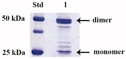 Figure 1. SDS-PAGE of the recombinant PgiCAb purified from E. coli. Lane STD, molecular markers; Lane 1, purified PgiCA from His-tag affinity column in its monomeric and dimeric forms.