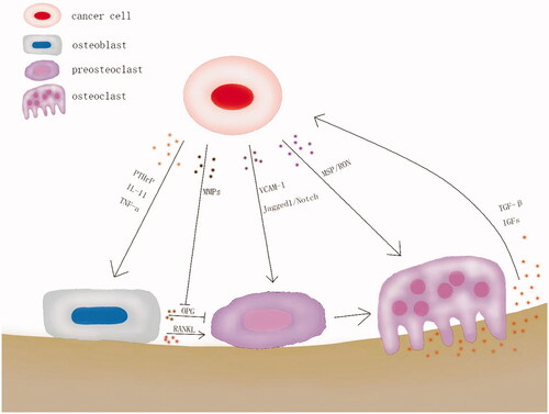 Figure 2. ‘Vicious circle’ in osteolysis caused by cancer bone metastasis.
