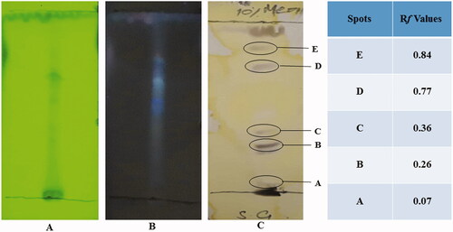 Figure 1. TLC profile of S. guttatum extract using silica gel coated TLC plates. Methanol and chloroform (8:2) were used as a mobile phase. (A) Image taken under short UV light 254 nm, (B) long UV light 366 nm and (C) image taken after spraying with ceric sulphate.