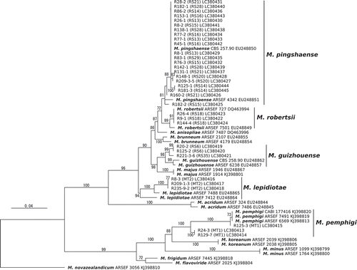 Figure 2. A maximum likelihood phylogeny inferred from the analysis of the 5′-partial sequences of the translation elongation factor gene of Metarhizium spp. isolated from rhizosphere soil. The support values obtained from 1,000 bootstrap replicates are presented above or below branches. The branch labels indicate isolate names, followed by the PCR-RFLP genotypes (RS) or the morphological types (MT1 or MT2) determined for the isolates in this study and genbank accession Nos. The branch labels with species names (bold font) were reference sequences for the species identification. M. novazealandicum ARSEF 3056 is an outgroup taxon.