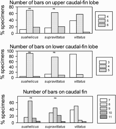 Figure 4. Counts of caudal fin bars for the three quantitatively studied species indicating pairs of species which do not differ significantly (‘ns’) based on the Chi2 test for trends.