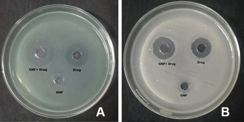 Figure 7 Plates showing antimicrobial activity of gold nanoflowers, drug alone and drug–GNF conjugate against (A) Pseudomonas sp. and (B) Bacillus subtilis.