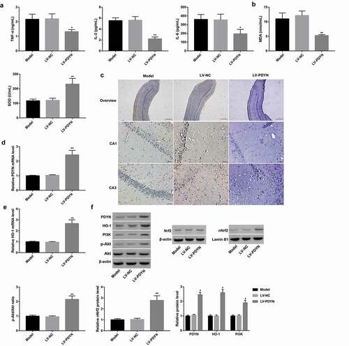 Figure 5. PDYN overexpression alleviated pilocarpine-induced epilepsy and neuronal apoptosis in rats Serum levels of TNF-α, IL-2, and IL-6 (a) using ELISA, MDA content and SOD activity (b) using commercial kits, in the groups of model, LV-NC, and LV-Dyn. In situ cell apoptosis (c) using TUNEL staining (scale bar: 25.0 μm in overview; 2 μm in CA1 and CA3), mRNA expression of PDYN (d) and HO-1 (e) using RT-qPCR, and protein expression of PDYN, total Nrf2, nuclear Nrf2, HO-1, PI3K, as well as phosphorylation level of Akt (p-Akt) (f) using western blot, in the rat hippocampus in the groups of model, LV-NC, and LV-PDYN. n = 8/group. *p < 0.05, **p < 0.01, vs. LV-NC group.